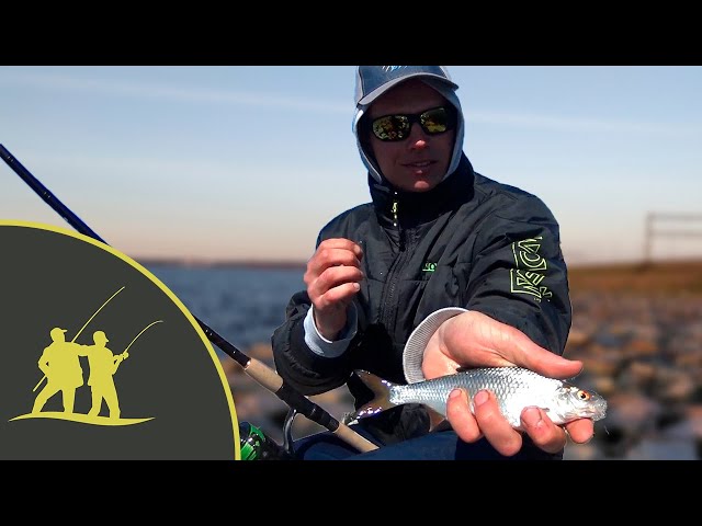 Рыбалка на южной дамбе Финского залива на фидер