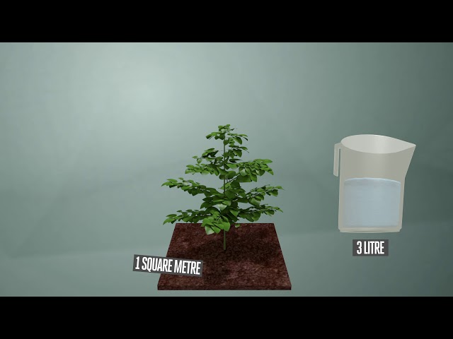 Watch (Français) L'arrosage des plantes: méthode et fréquence on YouTube.