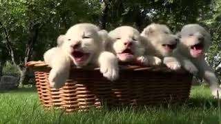 TRY NOT TO LAUGH Funny Cat and Dog Videos