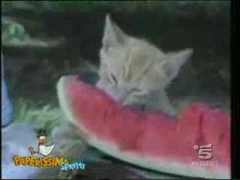 funny cat videos 