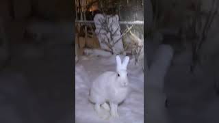 Заяц-Суетолог #Домзайца #Bunny #Hare #Cute #Wild #Play