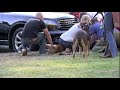 Breaking up a Pit Bull fight at a dog show event