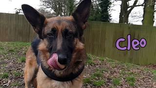 Dogs Trust Kenilworth - Cleo