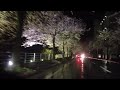 夜桜　〜馬見ヶ崎さくらラインライトアップ〜