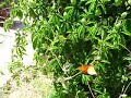 109 only uses theFreshest passion flower in our Freshlee Made soaps as viewed here