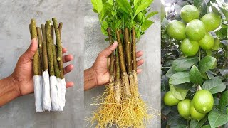 How to propagate lemon tree from cuttings with tissue paper || With 100% success