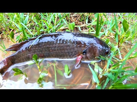 Find and Catch Climbing Perch Fish in Reverse Water Ponds Rain day