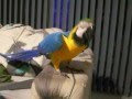 allah ka mojza (macaw saying allah)