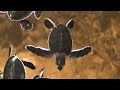 TubeChop - MARCH OF THE BABY SEA TURTLES (00:22)