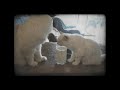 Cute Kittens Sharing a Glass of Milk! (Adorable)