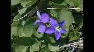 Watch Pam Tillis Violet And A Rose video