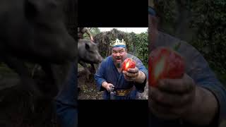When Clash Royale Meets Grow A Garden Hog Rider Snipes Seed