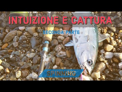 TONNO ALLETTERATO spinning inshore INTUIZIONE E CATTURA + strike multipli - seconda parte
