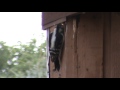 Woodpecker pecking down my house one peck at a time!!