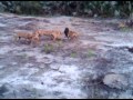 Black Mouth Cur Bay Dogs For Sale! 386-847-3205