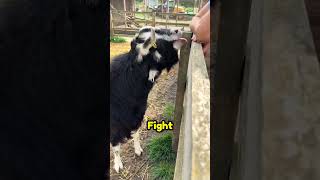 Never Try To Mess With A Nigerian Dwarf Goat