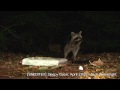 [Unedited/1080p] Sleepy Coon April 2009! [Backyard Bag Feeder Project]