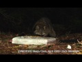 [Unedited/1080p] Sleepy Coon April 2009!  [Backyard Bag Feeder Project]