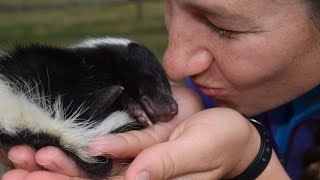 Best Pet Skunk Moments