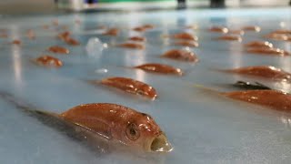 Japanese theme park freezing 5,000 fish into ice rink; granny cooks grandson?s fish - Compilation