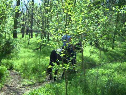 horse mating with a lady