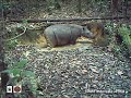 Jebak Bukti Keberadaan Badak Sumatera Di Kalimantan images Jebak Bukti Keberadaan Badak Sumatera Di Kalimantan