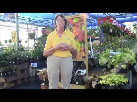 Perennials for Sun and for Shade