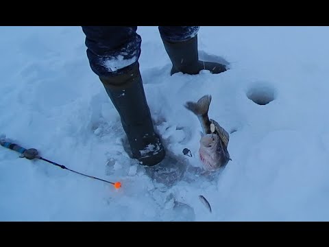 икша не клюет икша не клюет