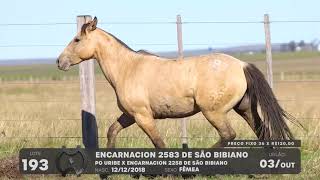 LOTE 193 - CAVALO CRIOULO (POTRAS) - LEILÃO SÃO BIBIANO 2021