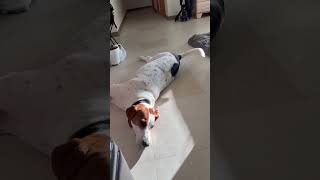 Amazing Big Dog