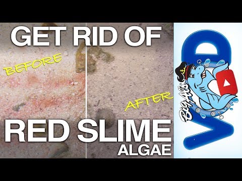 How to Get Rid of Red Slime Algae | BigAlsPets.com