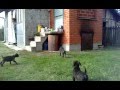 Cane Corso Puppies