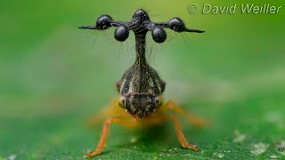 Is That A Helicopter Or A Treehopper?