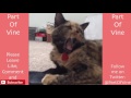 Funny Cats 2015 - Vine Compilation - BEST VINES ✔️