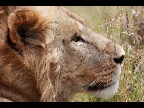 SAFARI LEWA ep.1
