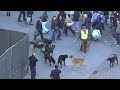 PERROS DE ATAQUE