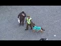 PERROS DE ATAQUE
