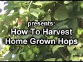 Harvesting Home Grown Hops