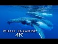 Whale Paradise 4K - 1HR Underwater Ambient Nature Relaxation™ Film + Music for Stress Relief, Sleep