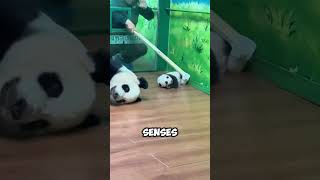 Taking A Baby Panda For A Check-Up Is Harder Than You Think