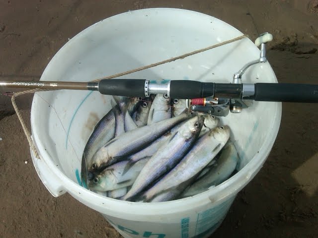 ловля селедки с лодки ловля селедки с лодки