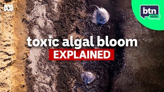 Whats Being Done To Fix Sas Algal Bloom? - Btn High