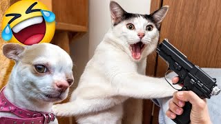 I would die laughing for these FUNNIEST Cats 😜Funniest Cat Reaction😬🐶Part 13