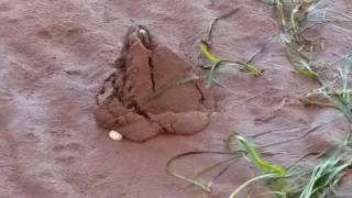 I put salt water in the shell hole and it came out ?