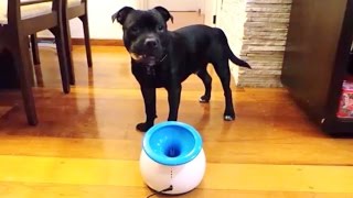 Ifetch Training Video Niko Staffordshire Bull Terrier Staffbull