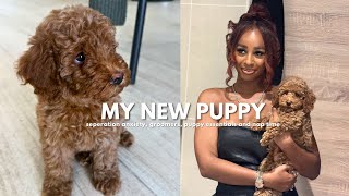 First Week With My New Puppy In Dubai