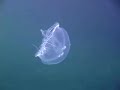 Jellyfish Lake