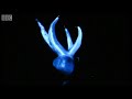 bio luminescence