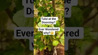 Why Tulsi Is Kept In Front Of Kerala Homes? Lets Find Out