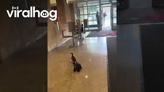 Mother Duck Leads Her Ducklings Through School || Viralhog